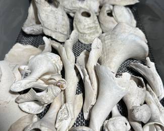 Oyster shells with intentional perforations used for fish net weights or jewelry. Welk Shell Columella tools used for gouging, scrapers, scoops.