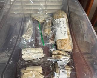 Various bone and teeth fossils.