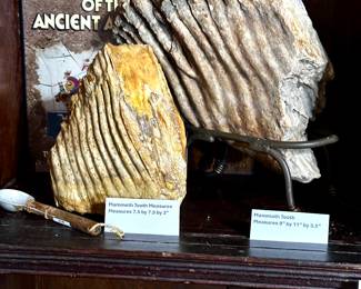Mammoth Tooth in stand, 9“ x 11“ x 3.5“
Mammoth Tooth measures 7.5”x 7.5” x 3“