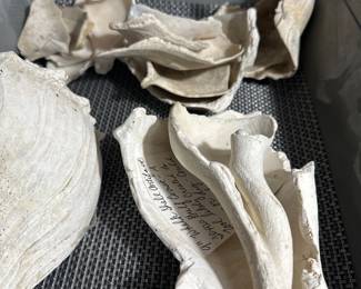 WHELK shells used for hammering, chopping, scooping, and digging. Also for ceremonial purposes as well as the preparation and consumption of food. They could be used as utensils to scoop food, as cups and bowls, or a vessel for drinking.