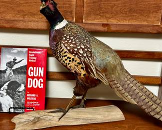 Full mountPheasant (with a little attitude!)