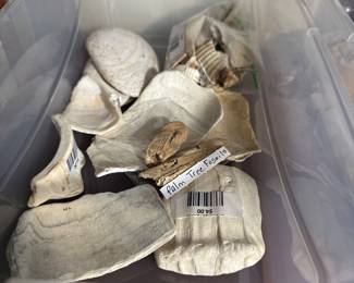 Tools made from WHELK shells