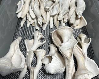 Native American knapping or grinding tools made from the robust Whelk shells found along the south Texas coast.