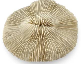 Natural Mushroom Coral Fungia Repanda Specimen