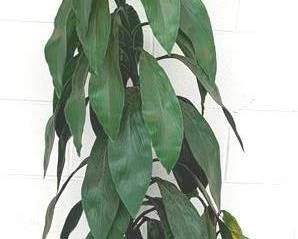 546 - Faux Tree - 60" Tall