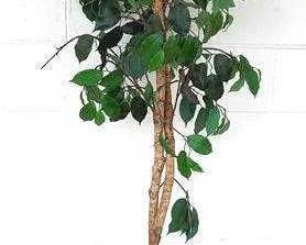 732 - Faux Tree with Brass Planter - 74" Tall