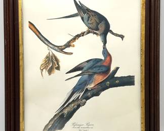 Vintage Bird Lithograph Reproduction Of John James Audubon's 1927 "Passenger Pigeon"
Lot #: 73