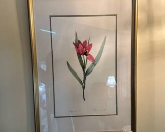 R72 - $30- Tulipa - 21 x 27