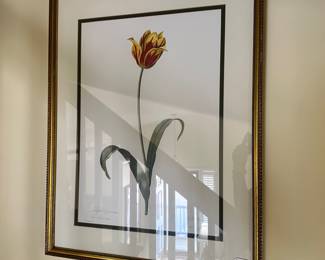 R73 - $30- Tulipa Gesneriana - 21 x 27
