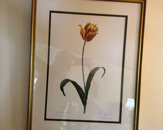 R73 - $30- Tulipa Gesneriana - 21 x 27