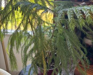 Potted Norfolk Island Pine