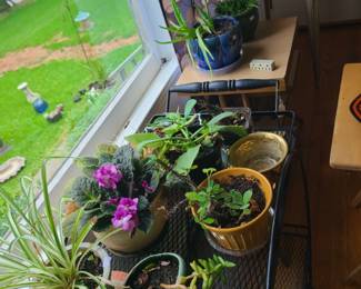 My plants 😔