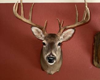 DEER MOUNT