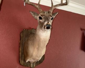BUST - DEER /BUCK MOUNT