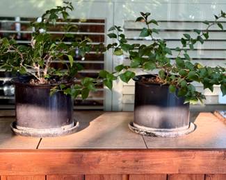 PLANTS