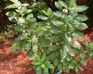 #103 - $150.00 Sestrum orange peel tree(1) 4x4
