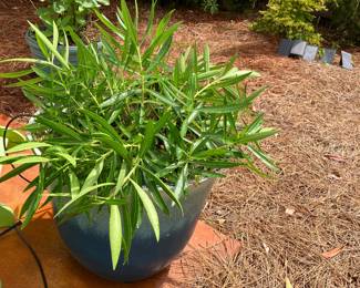 .Oleander