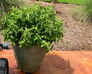 #112 $60.00 each Lantana 30x19 - (2)