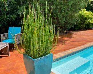 #104 $600.00pair OR $300 each Turquoise square planters horse tail rush 60x16