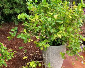 #111 $120.00 Jasmine in ceramic planter 20x52