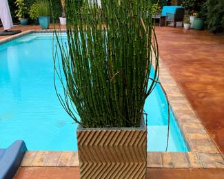 #106 $600.00 pair or $300 each Green ribbed square planters horse tail rush 63x16