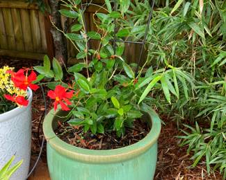 #105 $280.00 pair Or $140 each Green pot brazilian red mandeville 44x20 (2)