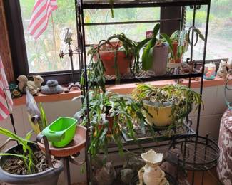 house plants
