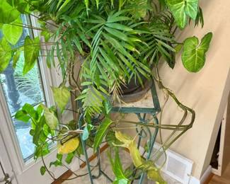 4900 Heirloom House Plant Samplermin
