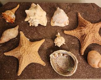 Large vintage dried star fish, large abalone shell, large sea snail shells, other conch shells