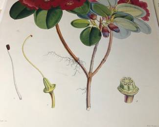 Botanic print 