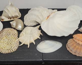 Sea Shells
