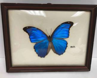 Morpho Didius Metallic Blue Framed Butterfly
