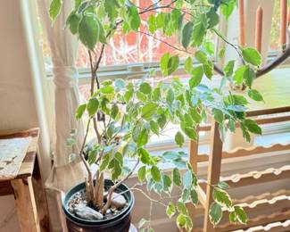 Several House Plants …mostly small