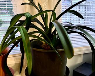 Several House Plants needing care