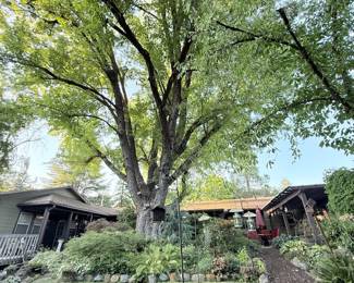 Lower yard / massive Tree