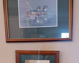 Duck photos
