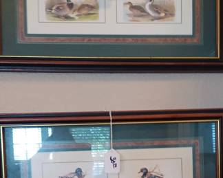 Duck photos