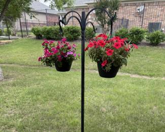 Live Plants