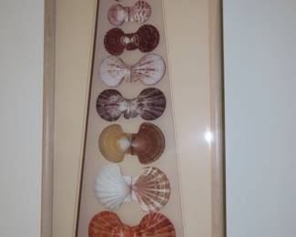 Framed sea shells.