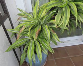 Real indoor plant in ceramic planter.
