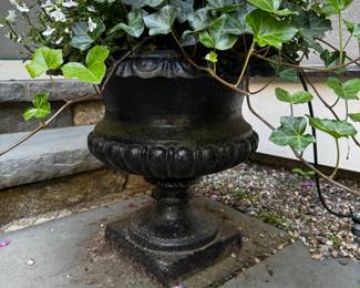 Several cast iron Campion planters and cement planters - all with established plans. Instant beauty.