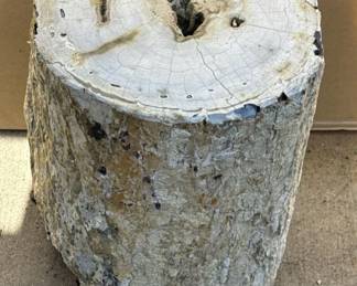 Large petrified wood log, polished