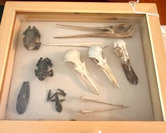 Fossil Shadowbox