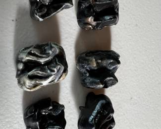 Fossil Tapir Teeth