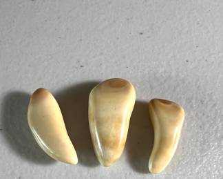 Natural Pearls produced by the Queen Conch Mollusk