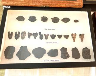 Fish & Turtle Fossils