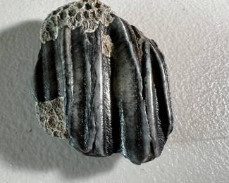 Fossil Horse Tooth - Ponte Vedra - found after tropical storm