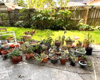 Plants
