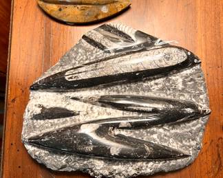 Orthoceras Fossils