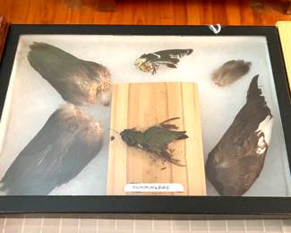 Bird Shadowbox